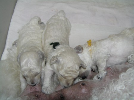 ...a zas je mlíčko pro štěňata.